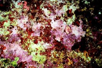 Coralline algae produce calcium carbonate skeletons that assist in building reefs. The coralline algae typically are found in areas with heavy wave surge.
