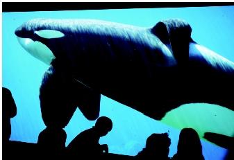 Keiko, the killer whale made famous by a Hollywood movie and by efforts to return him to the wild, is shown in 1997 at the Oregon Coast Aquarium in Newport, Oregon. As of early 2003, Keiko was being reintegrated into Iceland's wild orca population.