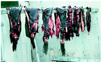 Marine mammals still serve as a primary food source for many aboriginal societies living near coasts worldwide. This seal meat is drying outside a residence in Savoonga, a small community on St. Lawrence Island in the Bering Sea, Alaska.
